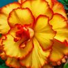 Yellow Orange Carnation paint by numbers