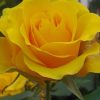 Yellow Rose paint by numbers