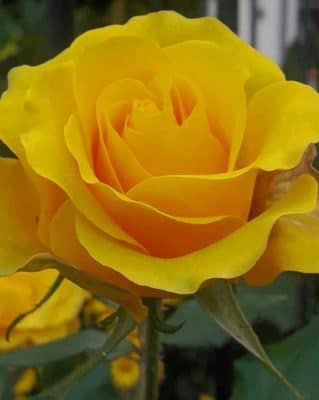 Yellow Rose paint by numbers