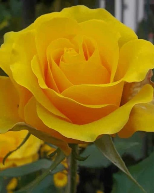 Yellow Rose paint by numbers