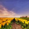 Yellow Tulip Field paint by number