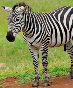 Zebra African paint by numbers