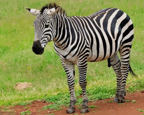 Zebra African paint by numbers