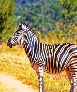 zebra animal paint by numbers