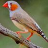 Zebra Finch Bird paint by numbers