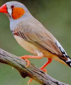 Zebra Finch Bird paint by numbers