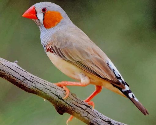 Zebra Finch Bird paint by numbers