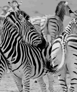 Zebras Black And White paint by number