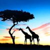 African Giraffes Silhouette paint by numbers