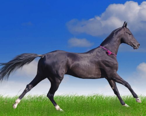 Akhal Teke Horse painting by numbers