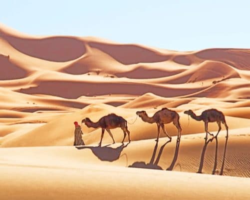 Arabic Camels In Desert paint by numbers