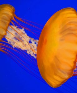 Atlantic Sea Nettle Jellyfish painting by numbers