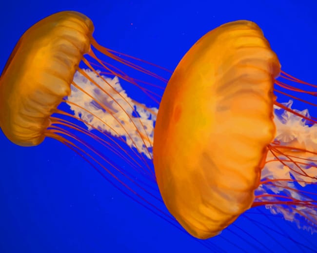 Atlantic Sea Nettle Jellyfish painting by numbers