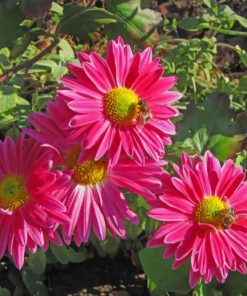 Bees On Pink Flowers paint by numbers