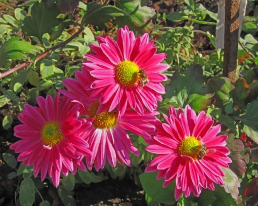 Bees On Pink Flowers paint by numbers