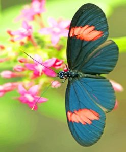 Black Butterfly paint by numbers