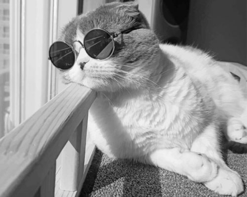Black And White Stylish Cat paint by numbers