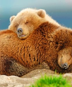 Brown Bears Lying Down paint by numbers