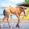 Brown Foal paint by numbers