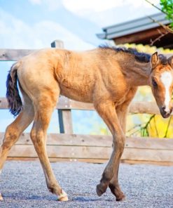 Brown Foal paint by numbers