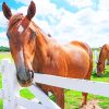 Brown Horse In Farm paint by numbers