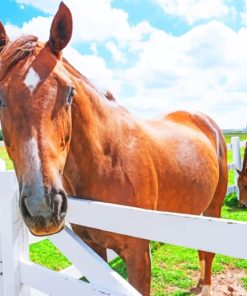 Brown Horse In Farm paint by numbers