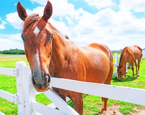 Brown Horse In Farm paint by numbers