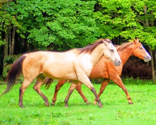 Brown And Blonde Stallion Horses paint by numbers