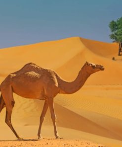 Camel In The Desert paint by numbers