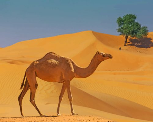 Camel In The Desert paint by numbers