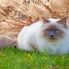 White Birman Cat paint by numbers