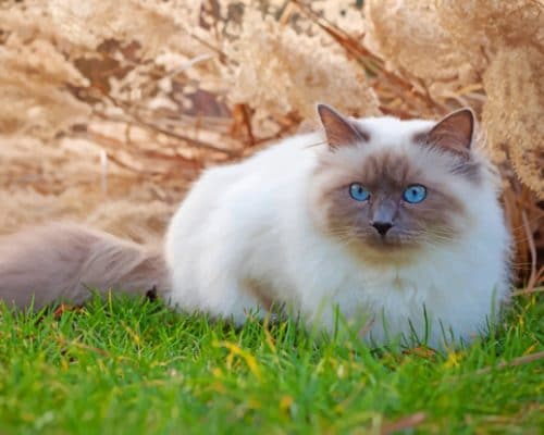 White Birman Cat paint by numbers