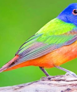 Colorful Bird paint by numbers