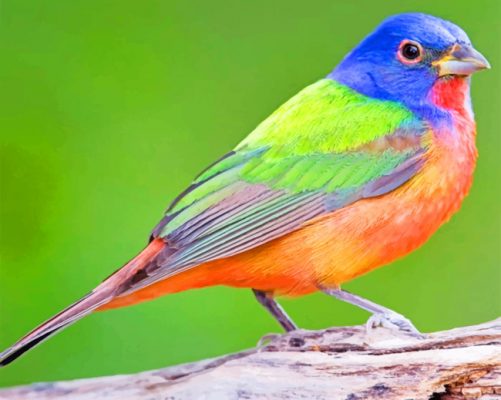 Colorful Bird paint by numbers