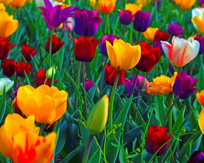 Colorful Flowers painting by numbers