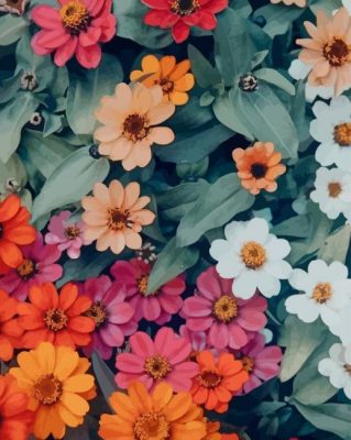 Colorful Flowers paint by numbers