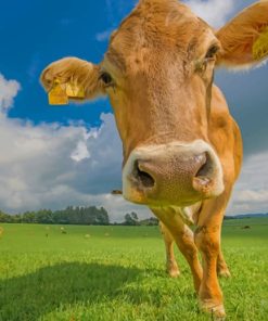 Cows In A Grassland Closeup paint by numbers