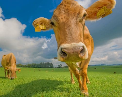 Cows In A Grassland Closeup paint by numbers