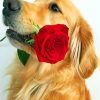 Brown Dog Holding Red Rose pain ting by numbers