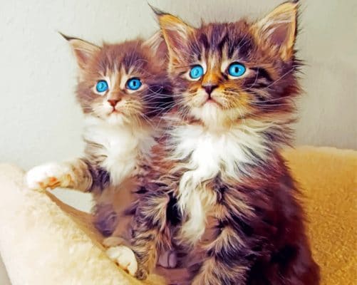 Kittens With Blue eyes painting by numbers