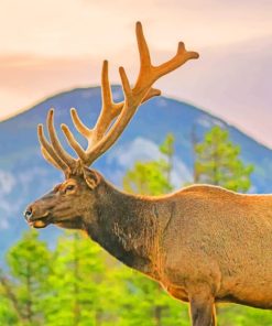 Deer With Antlers paint by numbers