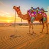 Camel At Sunset paint by numbers