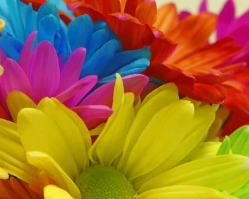 Bright Colorful Flowers paint by numbers