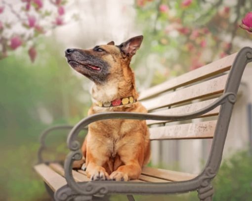 German Shepherd On The Bench paint by numbers