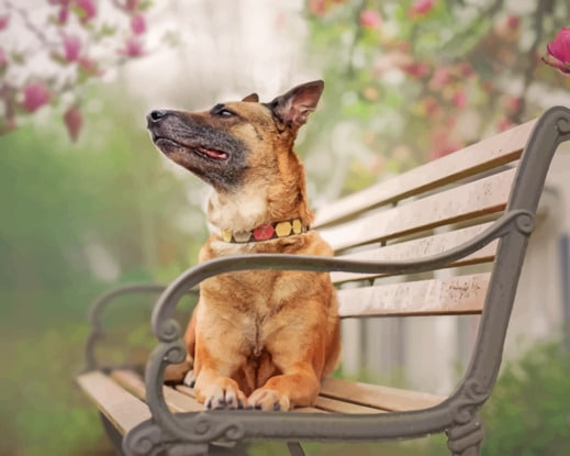 German Shepherd On The Bench paint by numbers