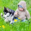 Infant And Husky Dog paint by numbers