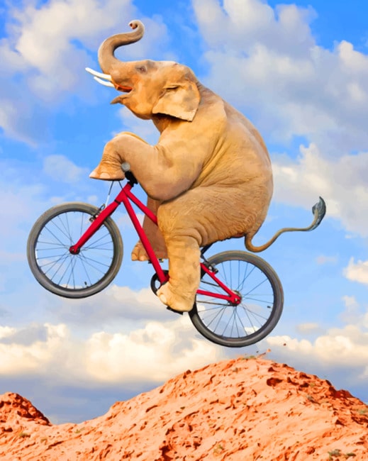 Elephant On Bicycle paint by numbers