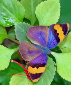 Euphaedra Neophron Butterfly paint by numbers