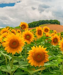 Sunflowers painting by numbers