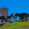 Georgian Village Horses paint by numbers